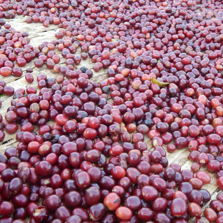 Ethiopia Yirgacheffe Koke Gr. 1 Natural 12oz