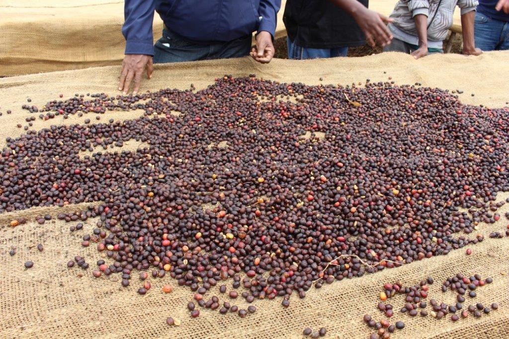 Ethiopia Yirgacheffe Koke Gr. 1 Natural 12oz